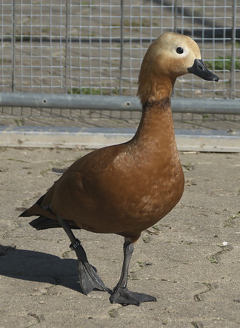 马时